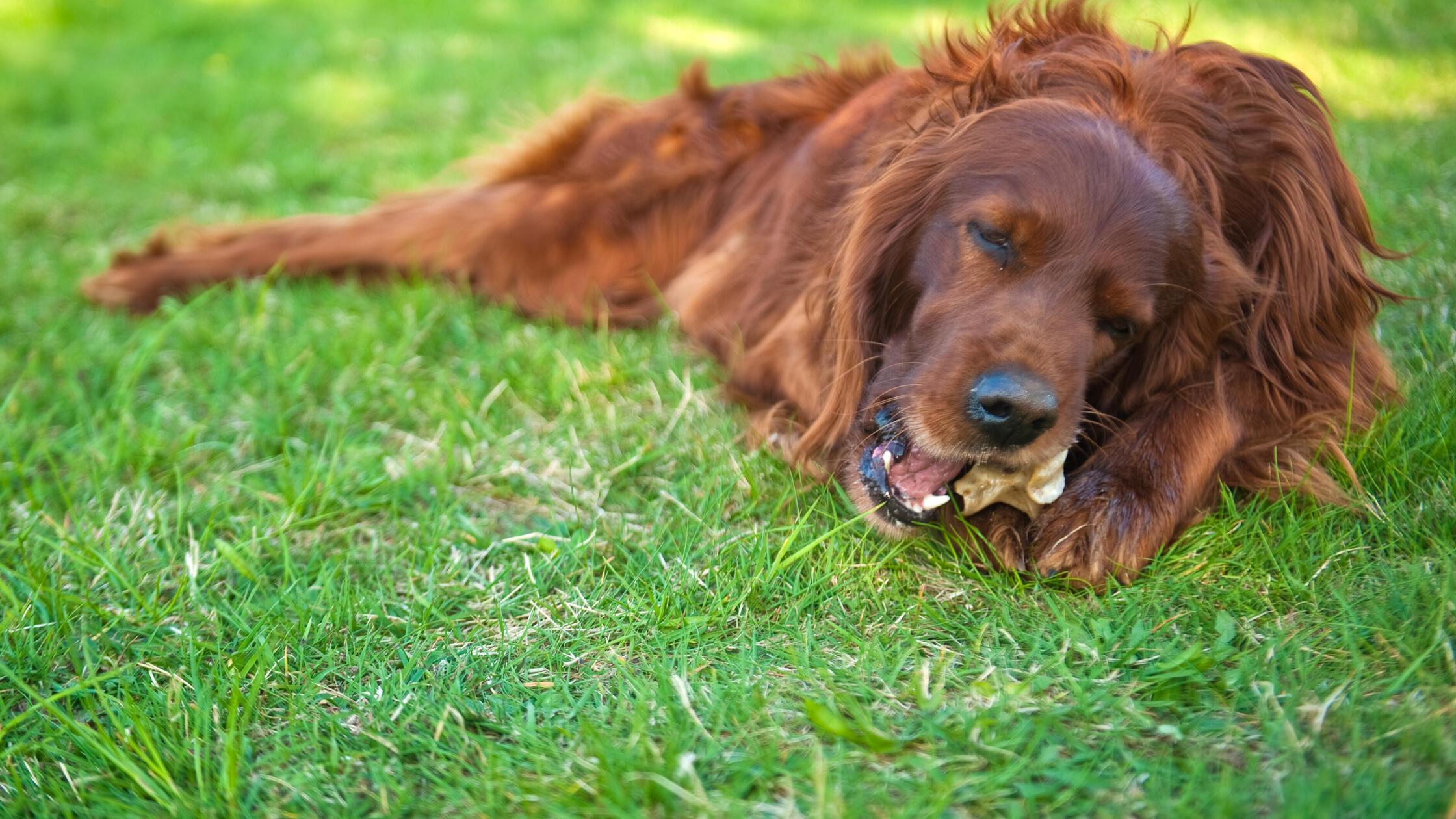 Kausticks für Hunde enthalten viele Kalorien