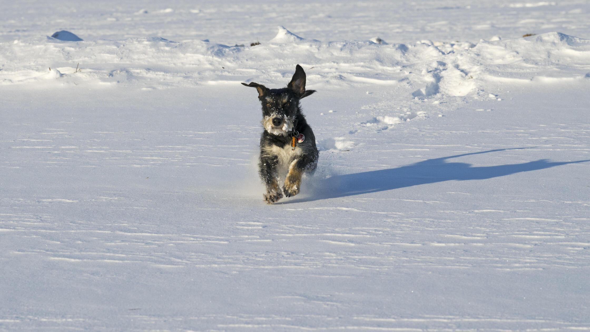Auswertung-zeigt-Das-ist-die-beliebteste-Hunderasse-in-Deutschland