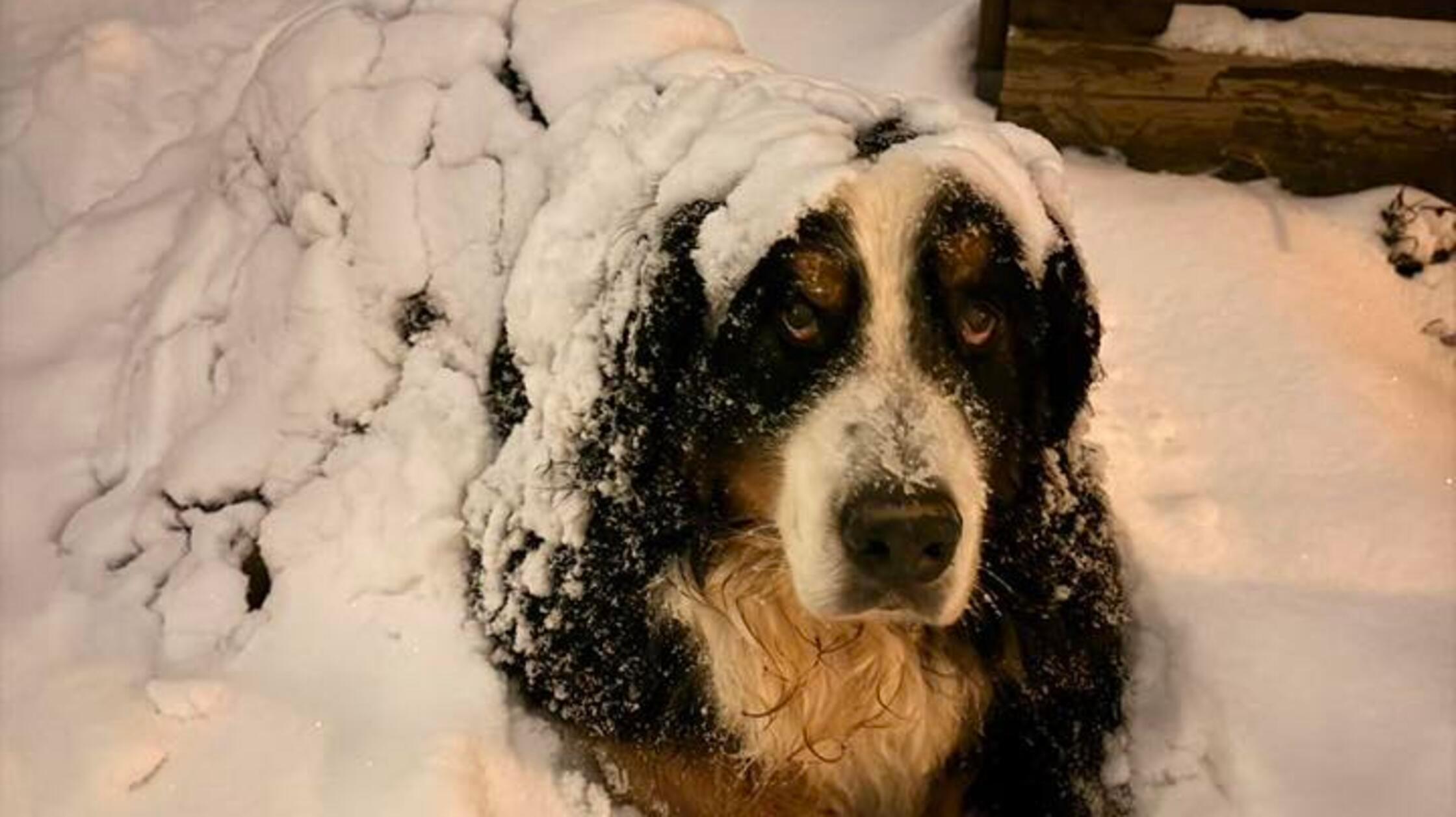 Da hat sich aber jemand tief im Schnee vergraben!