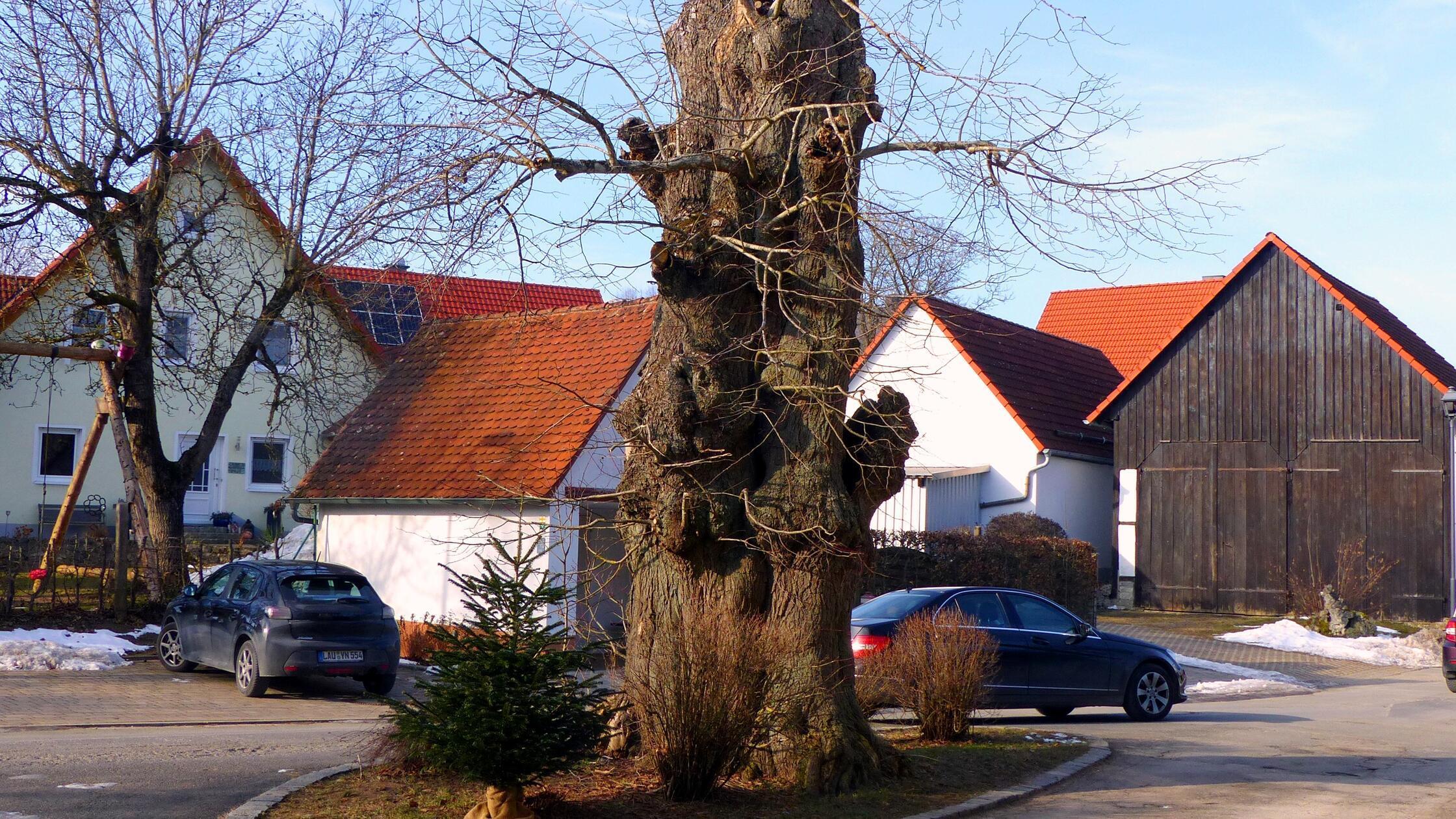 -Der-h-sslichste-Baum-der-Welt-Gro-viehberger-wollen-Naturdenkmal-los-werden