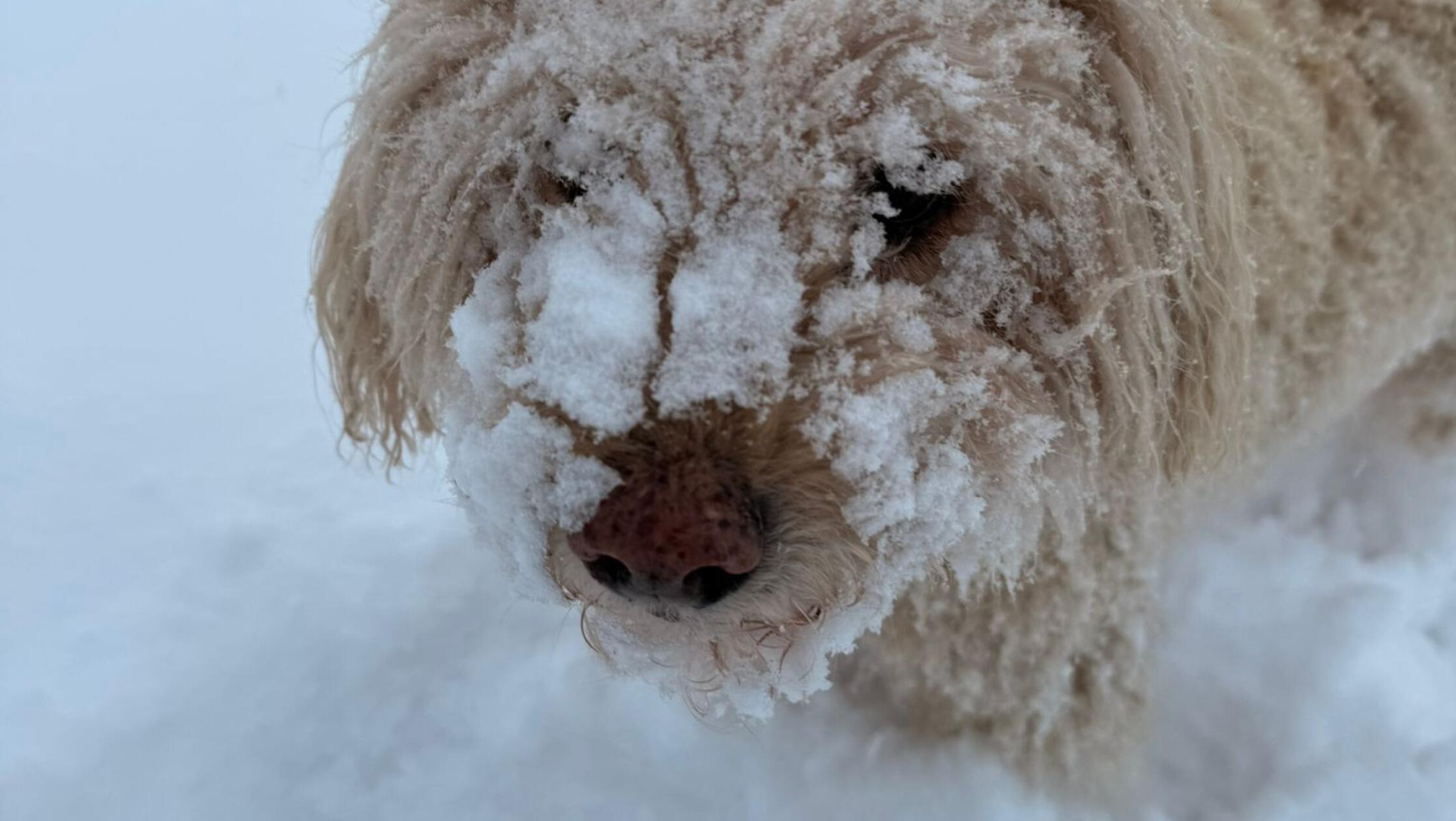 So mancher Vierbeiner kriegt gar nicht genug vom Neuschnee.