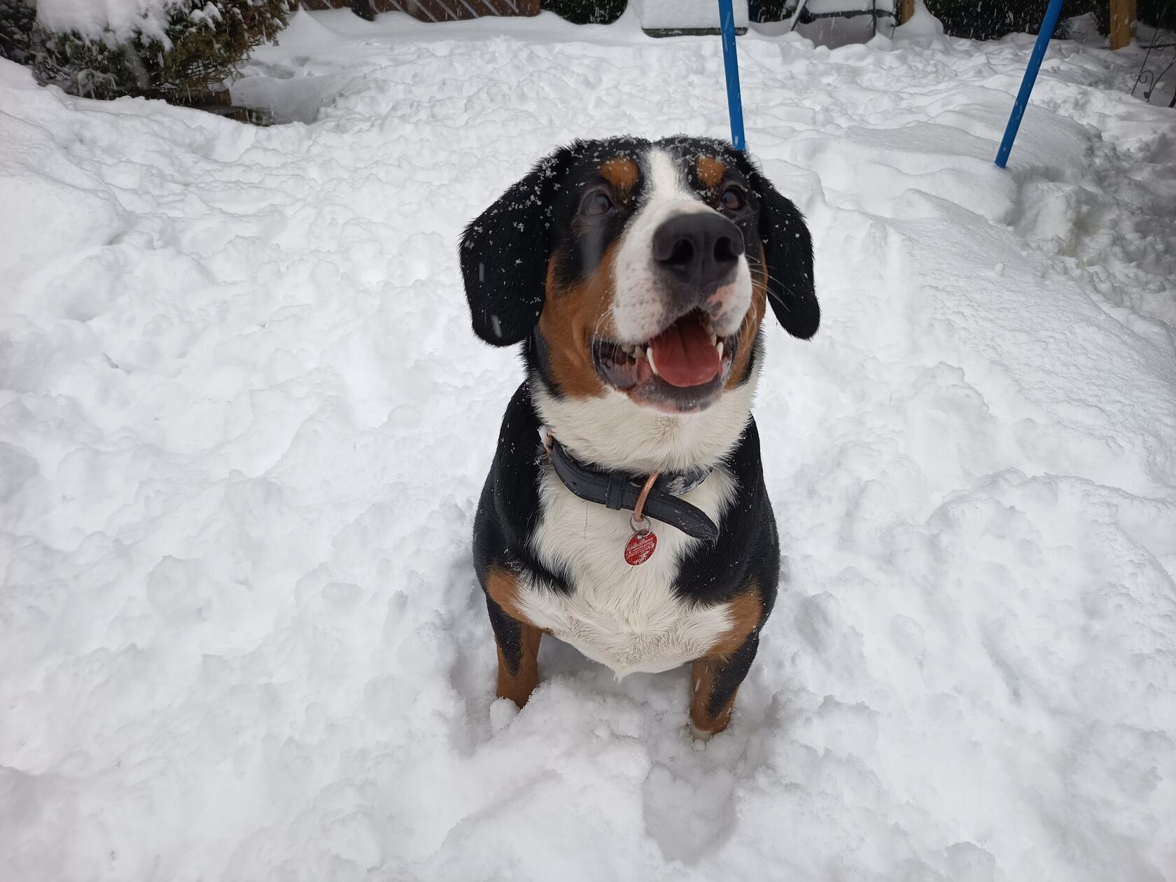 Die beiden Entlebucher Sennenhunde Rocko und Rita unserer Leserin Christina Weichert aus dem Gößweinsteiner Ortsteil Wichsenstein hatten sichtlich Spaß im Schnee.