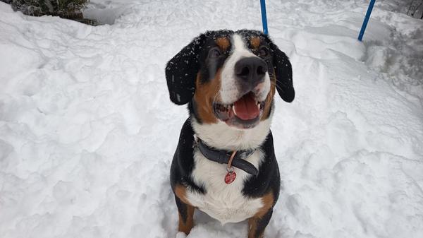 Die beiden Entlebucher Sennenhunde Rocko und Rita unserer Leserin Christina Weichert aus dem Gößweinsteiner Ortsteil Wichsenstein hatten sichtlich Spaß im Schnee.