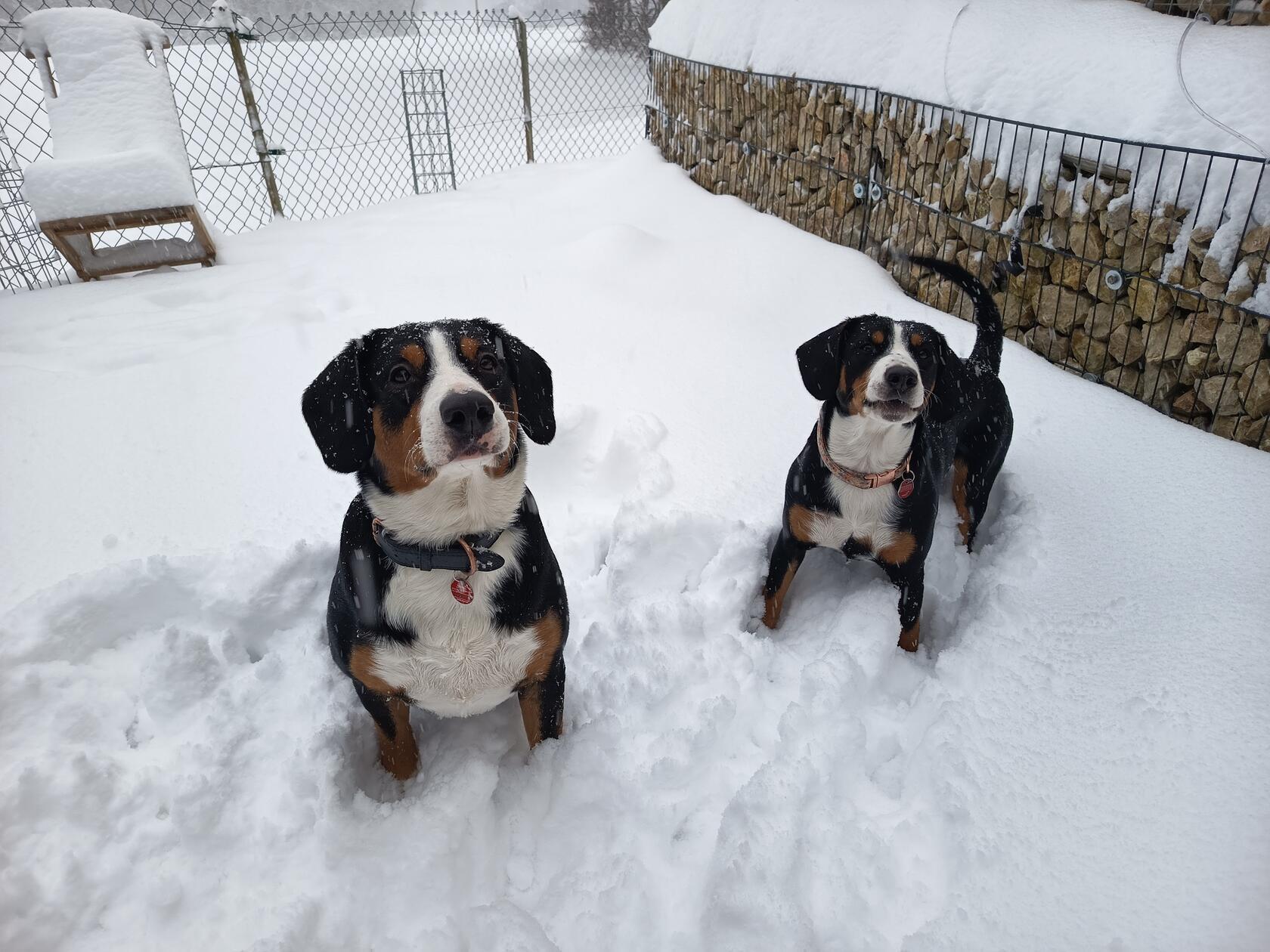 Die beiden Entlebucher Sennenhunde Rocko und Rita unserer Leserin Christina Weichert aus dem Gößweinsteiner Ortsteil Wichsenstein hatten sichtlich Spaß im Schnee.