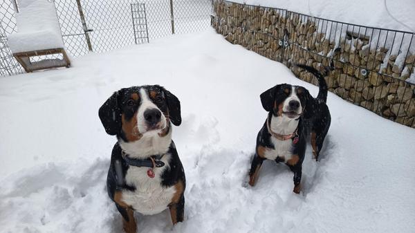 Die beiden Entlebucher Sennenhunde Rocko und Rita unserer Leserin Christina Weichert aus dem Gößweinsteiner Ortsteil Wichsenstein hatten sichtlich Spaß im Schnee.
