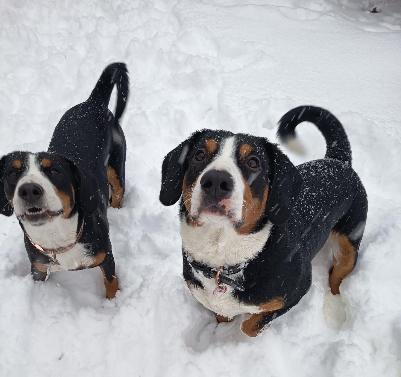 Die beiden Entlebucher Sennenhunde Rocko und Rita unserer Leserin Christina Weichert aus dem Gößweinsteiner Ortsteil Wichsenstein hatten sichtlich Spaß im Schnee.