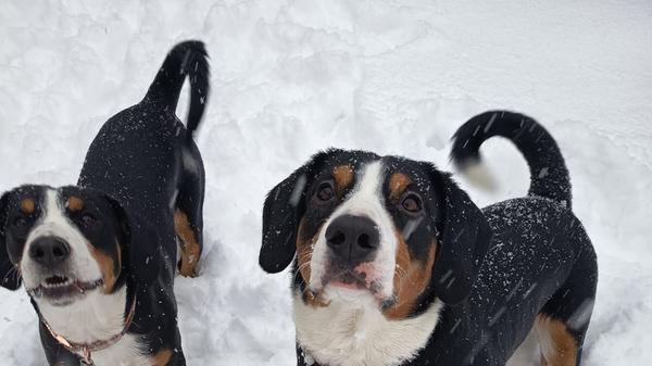 Die beiden Entlebucher Sennenhunde Rocko und Rita unserer Leserin Christina Weichert aus dem Gößweinsteiner Ortsteil Wichsenstein hatten sichtlich Spaß im Schnee.