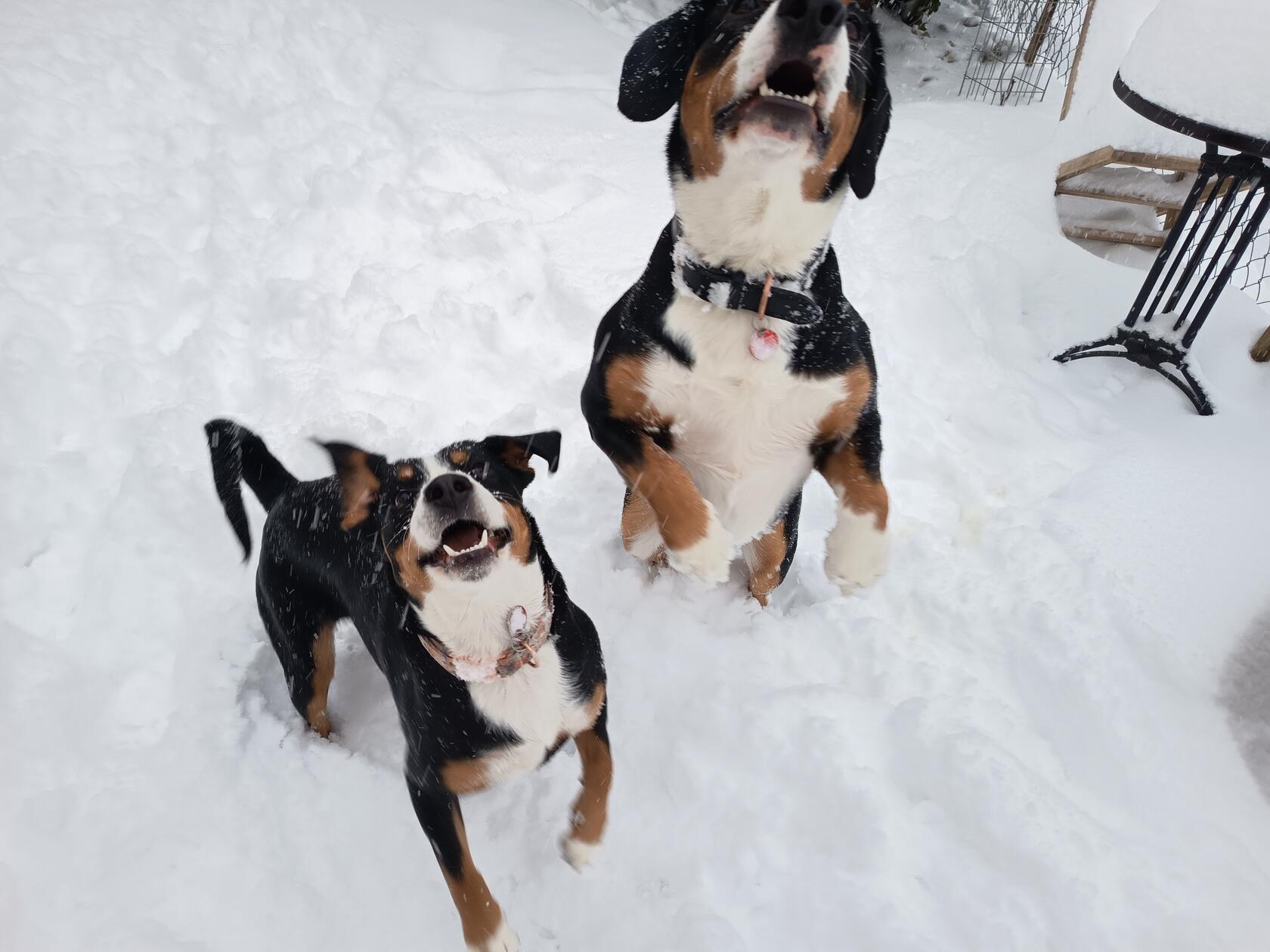 Die beiden Entlebucher Sennenhunde Rocko und Rita unserer Leserin Christina Weichert aus dem Gößweinsteiner Ortsteil Wichsenstein hatten sichtlich Spaß im Schnee.