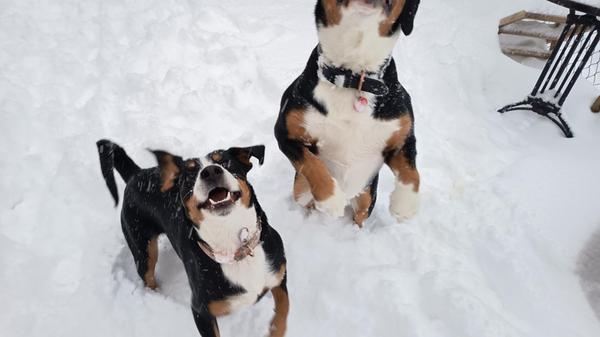 Die beiden Entlebucher Sennenhunde Rocko und Rita unserer Leserin Christina Weichert aus dem Gößweinsteiner Ortsteil Wichsenstein hatten sichtlich Spaß im Schnee.