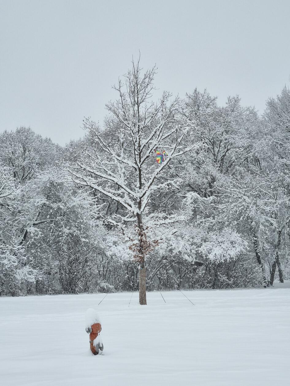 Ein Hydrant und ein bunter Drache, der sich im Baum verfangen hat, sind die einzigen Farbtupfer in der weißen Winterlandschaft des Marienbergparks.