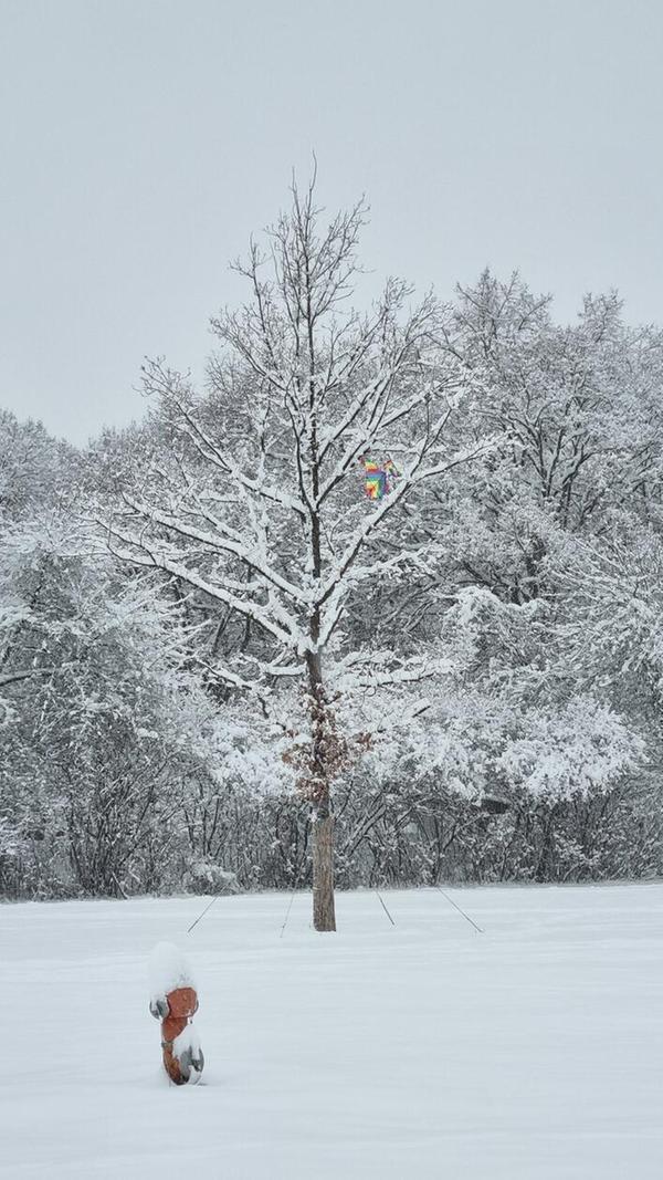 Ein Hydrant und ein bunter Drache, der sich im Baum verfangen hat, sind die einzigen Farbtupfer in der weißen Winterlandschaft des Marienbergparks.