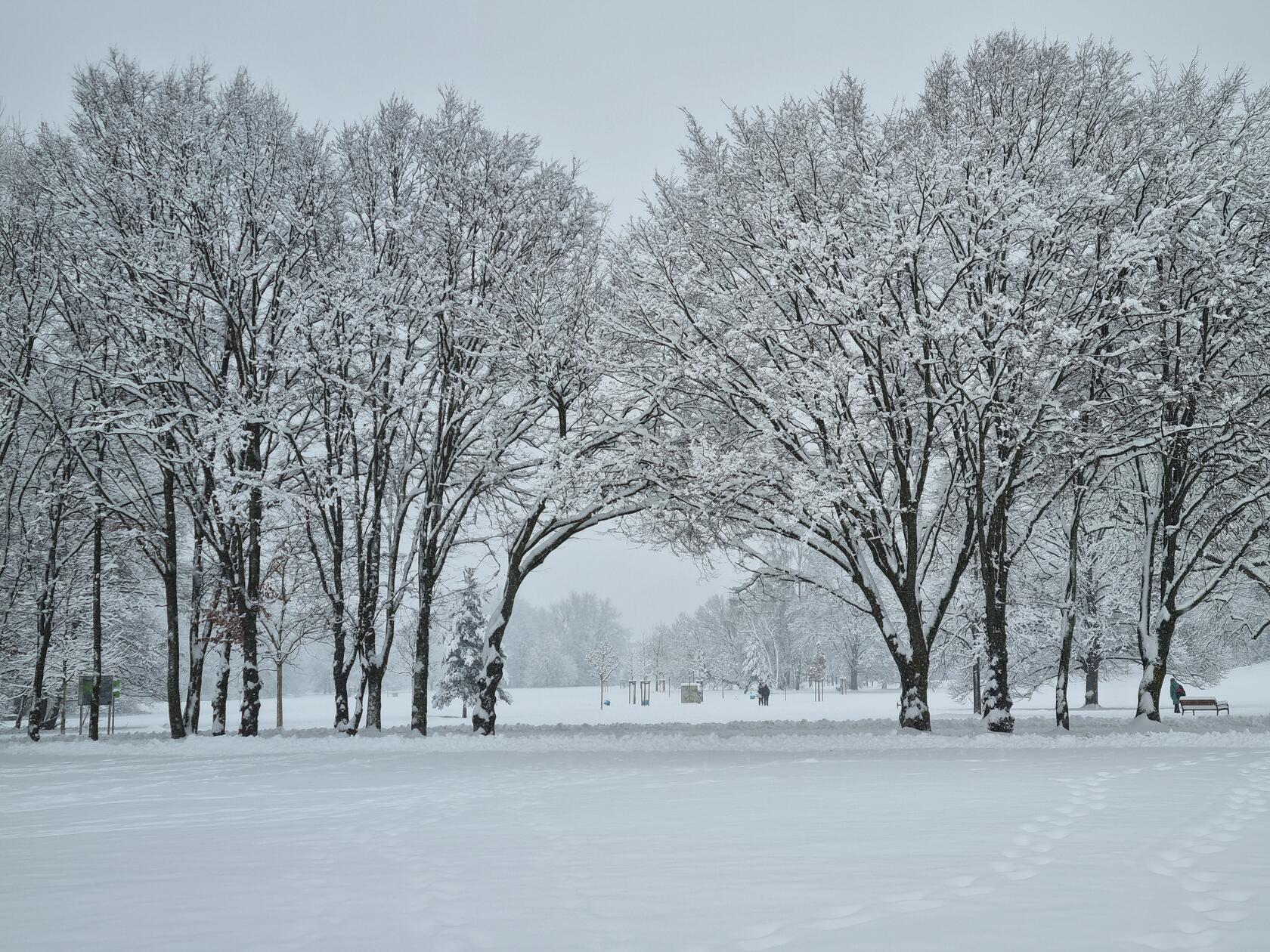 Die Bäume bilden ein riesenhaftes winterliches Tor und geben den Blick frei auf den Marienbergpark.
