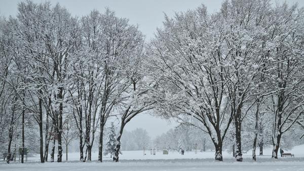 Die Bäume bilden ein riesenhaftes winterliches Tor und geben den Blick frei auf den Marienbergpark.