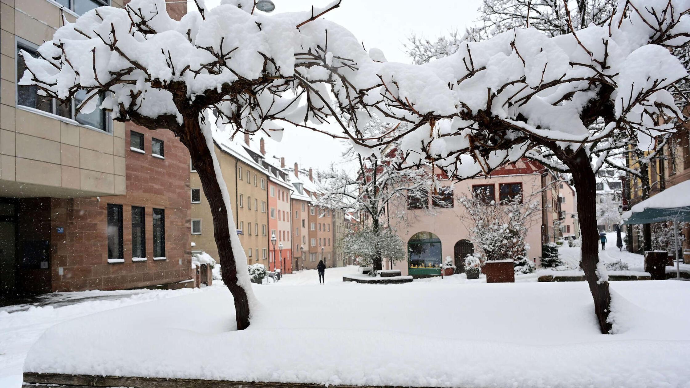 Baumkronen aus Schnee.