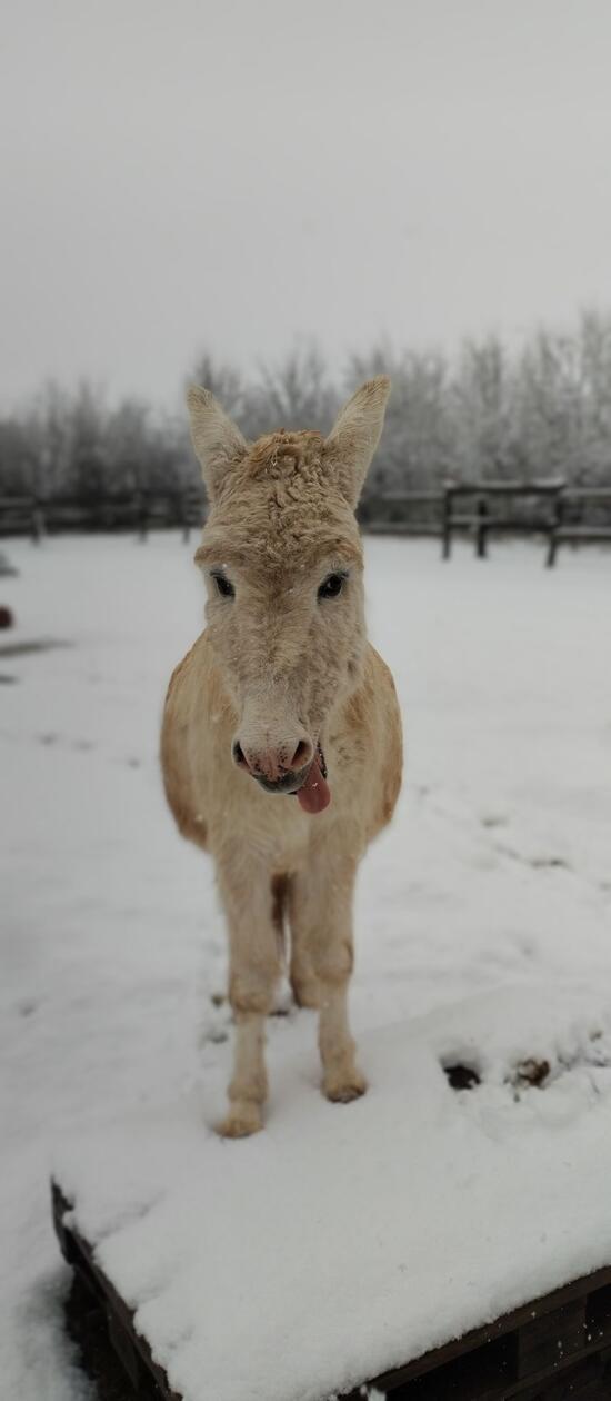 In Neumarkt und Umgebung liegt Schnee so weit das Auge reicht.