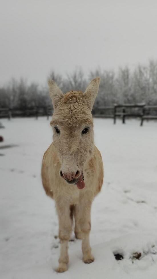 In Neumarkt und Umgebung liegt Schnee so weit das Auge reicht.