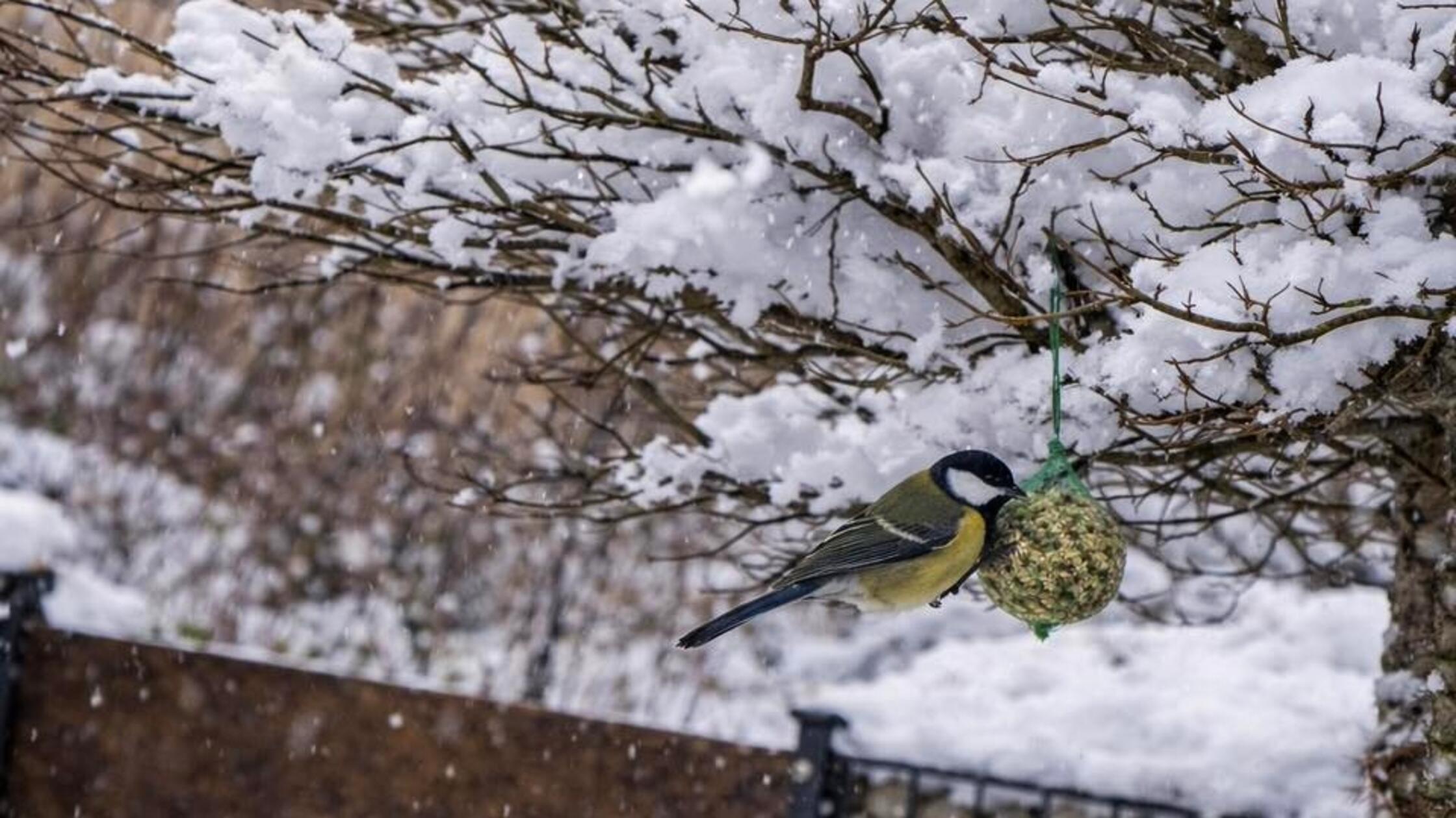 Sie brauchen jetzt ein bisschen Unterstützung: Eine Kohlmeise am Meisenknödel.