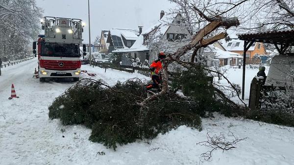 Schneechaos in Erlangen umgestürzte Bäume