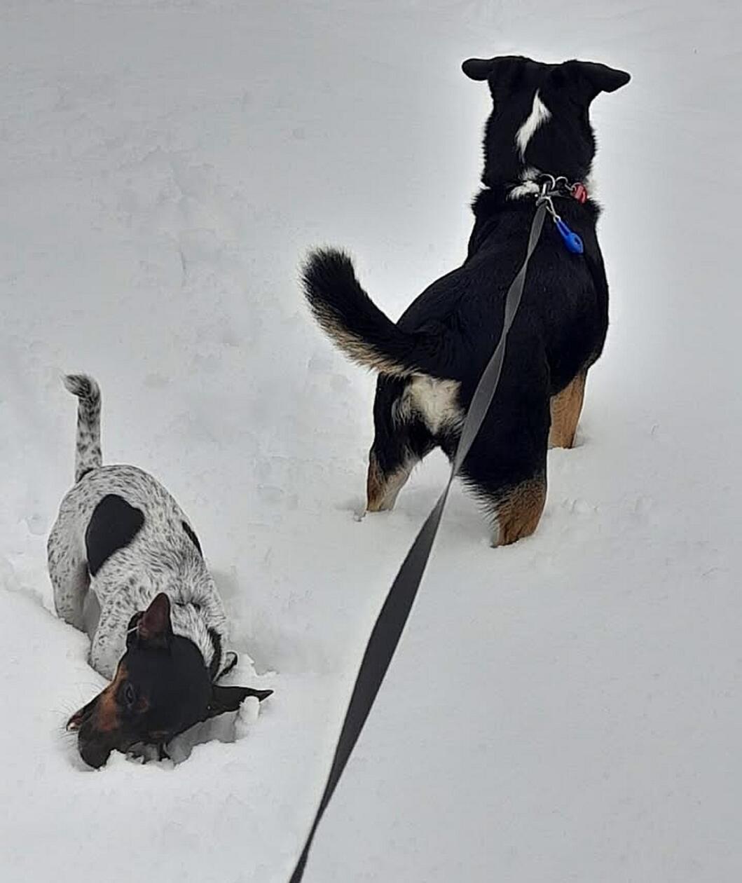 Diese beiden haben ihren Spaß im Schnee!