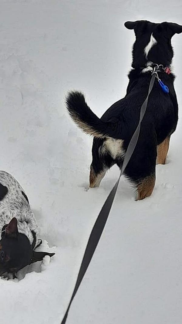 Diese beiden haben ihren Spaß im Schnee!