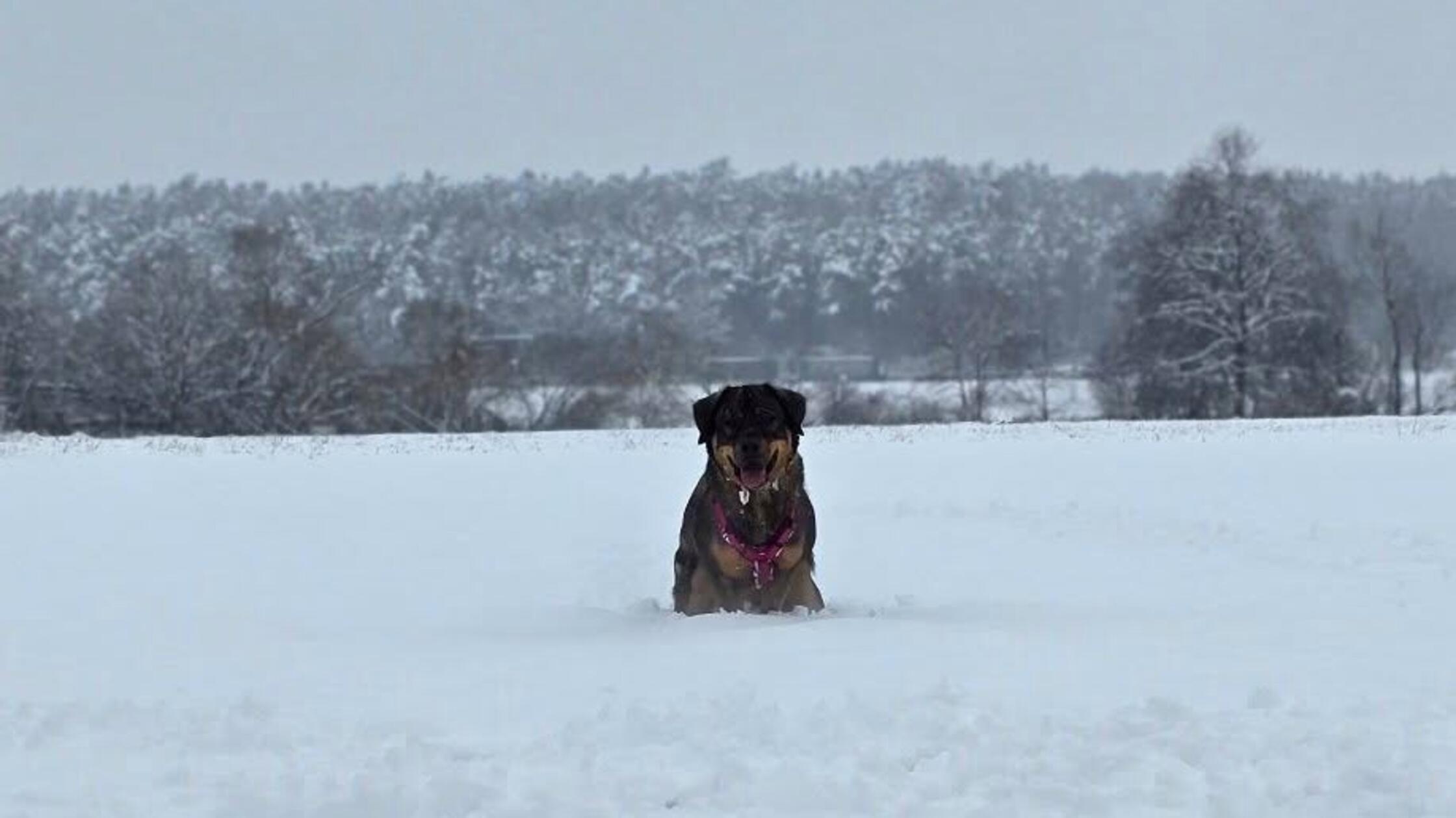 Tierisch gutes Wetter - zumindest wenn man viel Bewegungsdrang hat, wie dieser Vierbeiner.