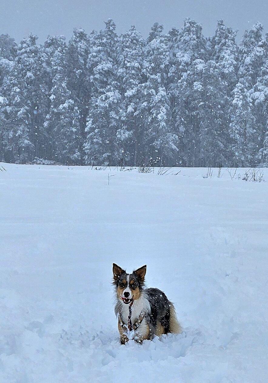 Ordentlich im Schnee toben - was will die Hundeseele mehr?