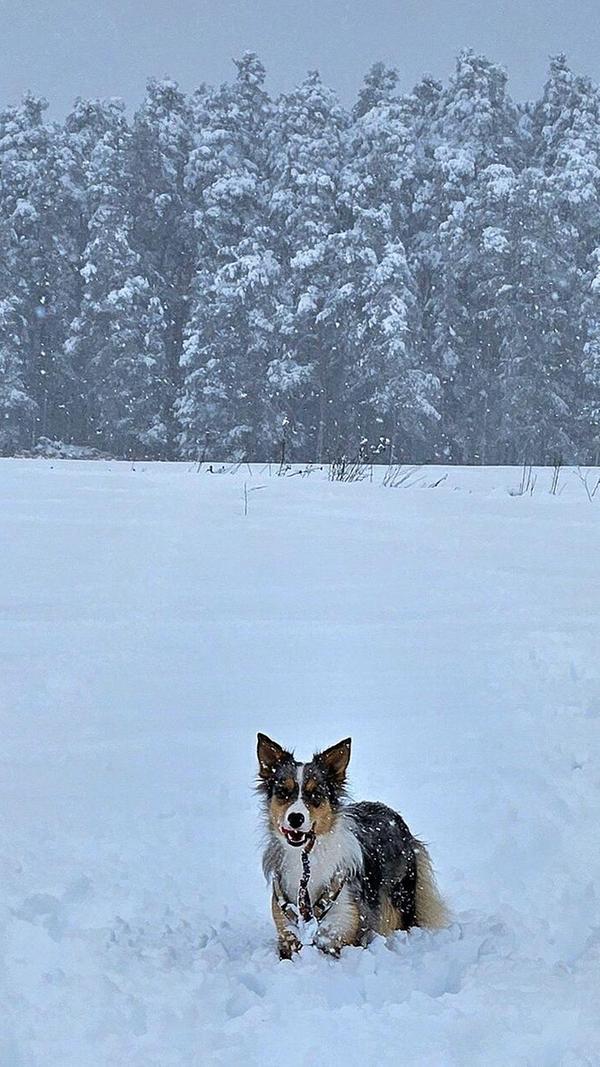 Ordentlich im Schnee toben - was will die Hundeseele mehr?
