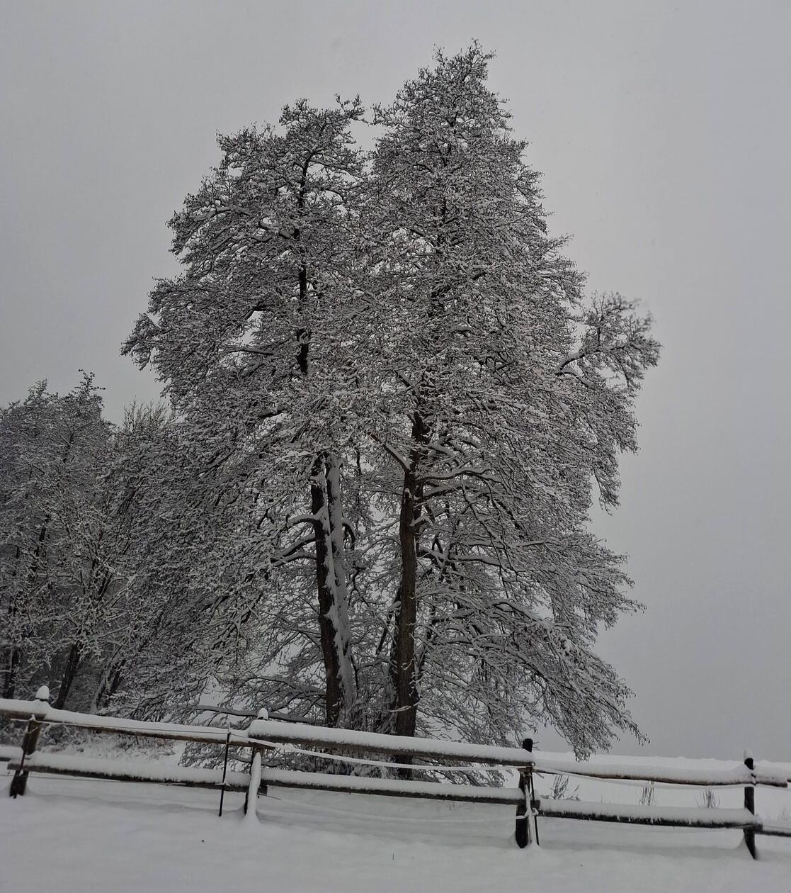 Auf die Bäume zeichnet die weiße Pracht filigrane Zweigmuster.