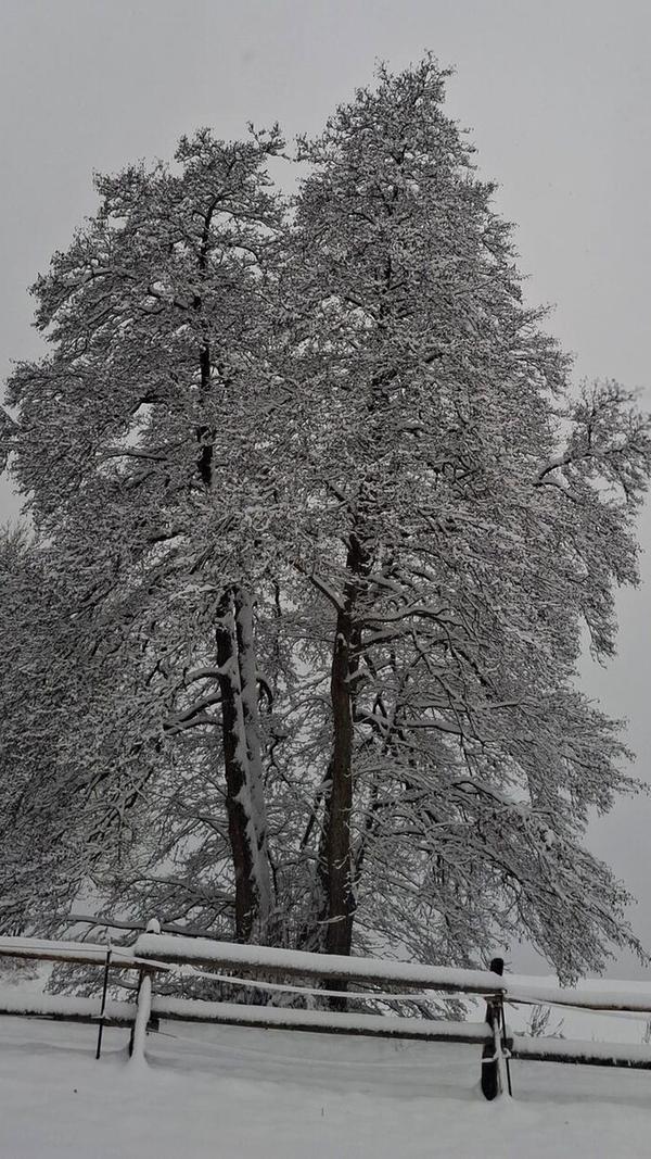Auf die Bäume zeichnet die weiße Pracht filigrane Zweigmuster.