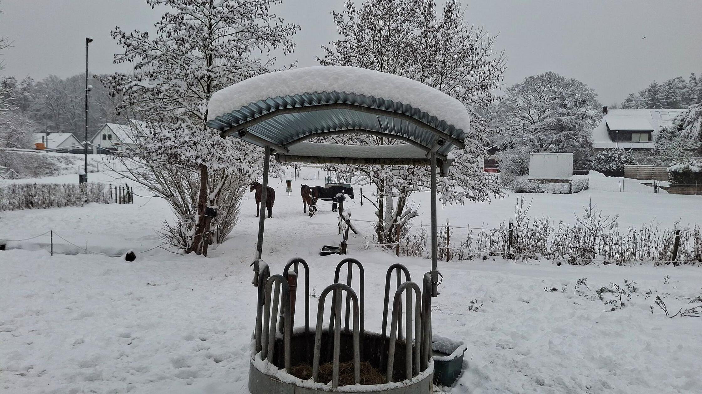 Ob den Pferden das Wetter auch gefällt? Immerhin finden sie im Futtertrog auch bei Schnee genug Stärkung.