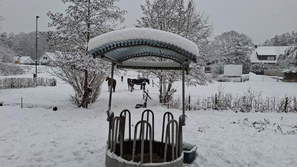 Ob den Pferden das Wetter auch gefällt? Immerhin finden sie im Futtertrog auch bei Schnee genug Stärkung.