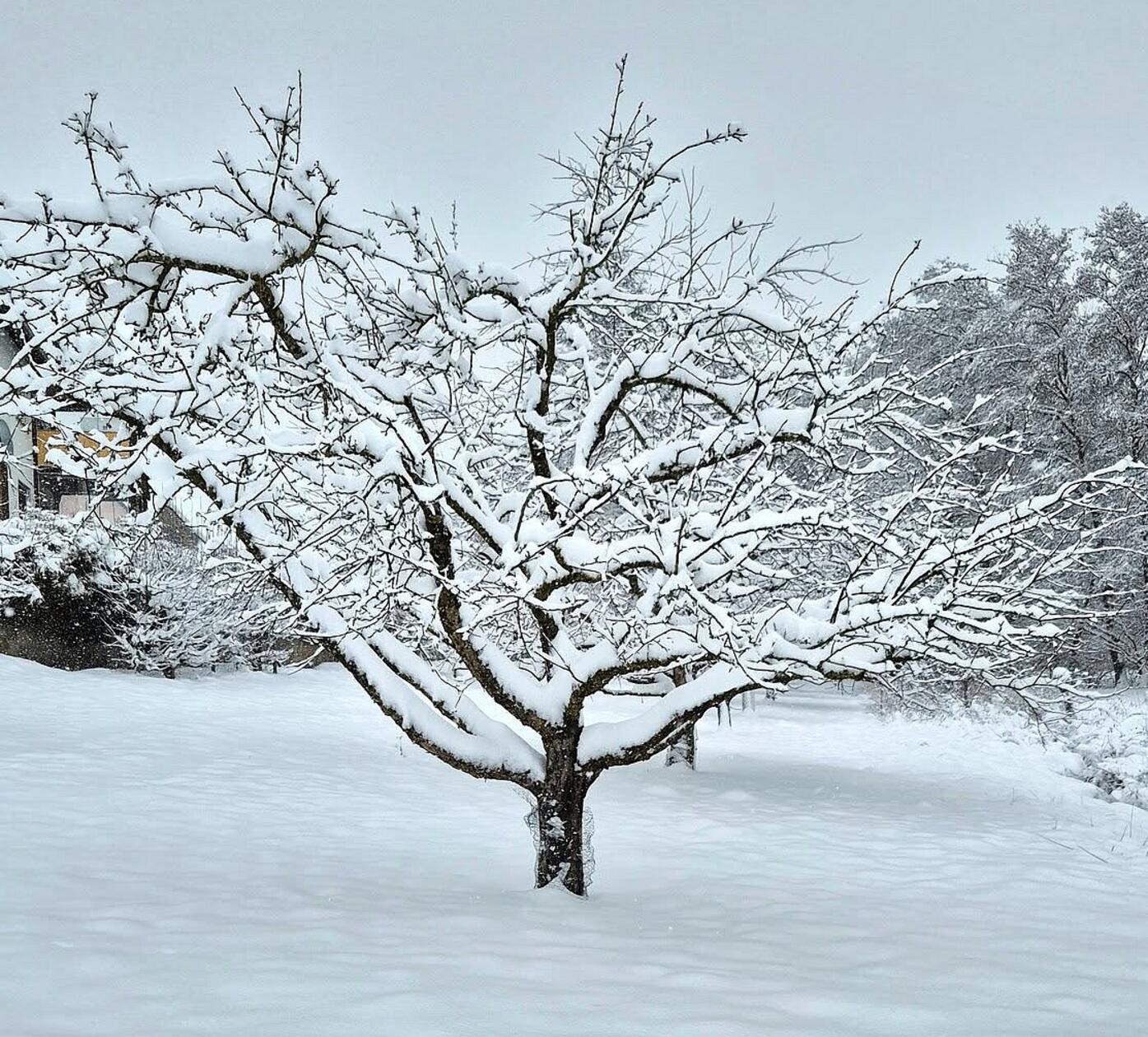 Filigranes Geäst mit Zuckerguss.