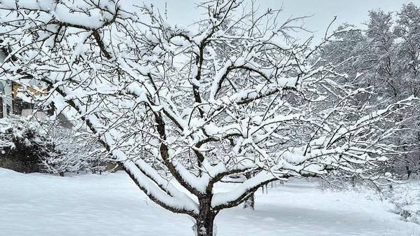 Filigranes Geäst mit Zuckerguss.