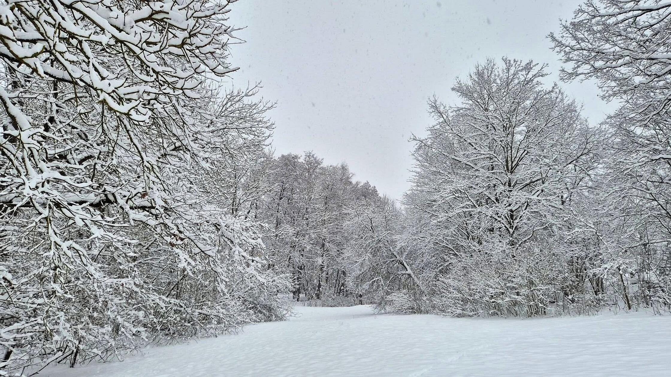 "Winterlich glänzend der Wald..."