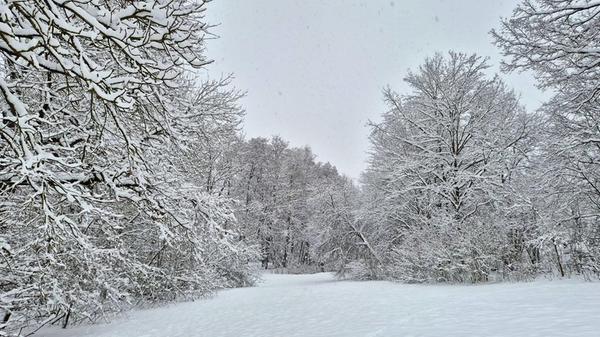 "Winterlich glänzend der Wald..."