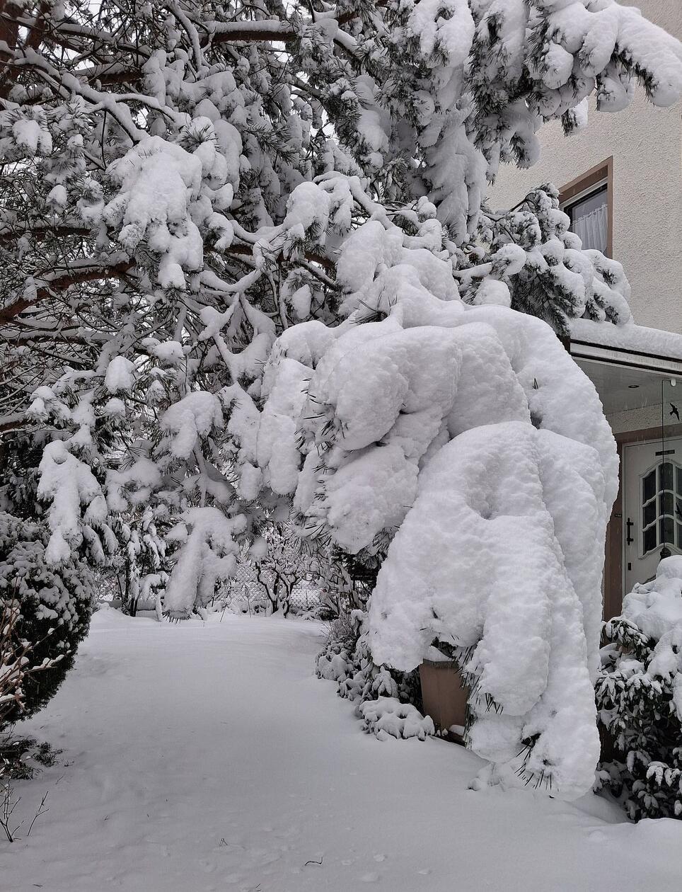 Wer hält länger - der Schnee auf dem Ast, oder der Ast am Baum?