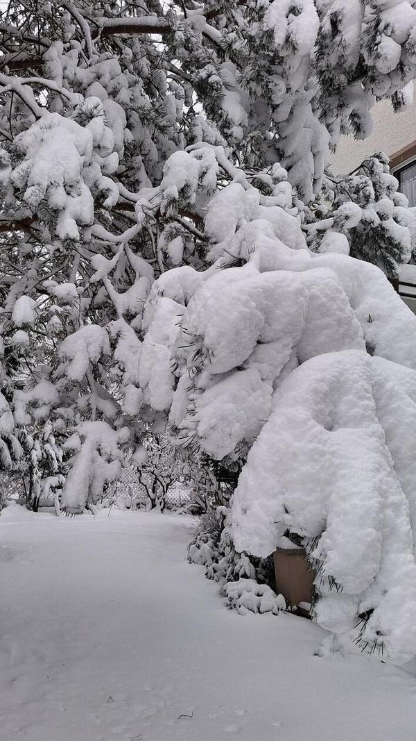 Wer hält länger - der Schnee auf dem Ast, oder der Ast am Baum?