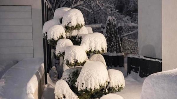 Neuschnee auf dem Tablett serviert...