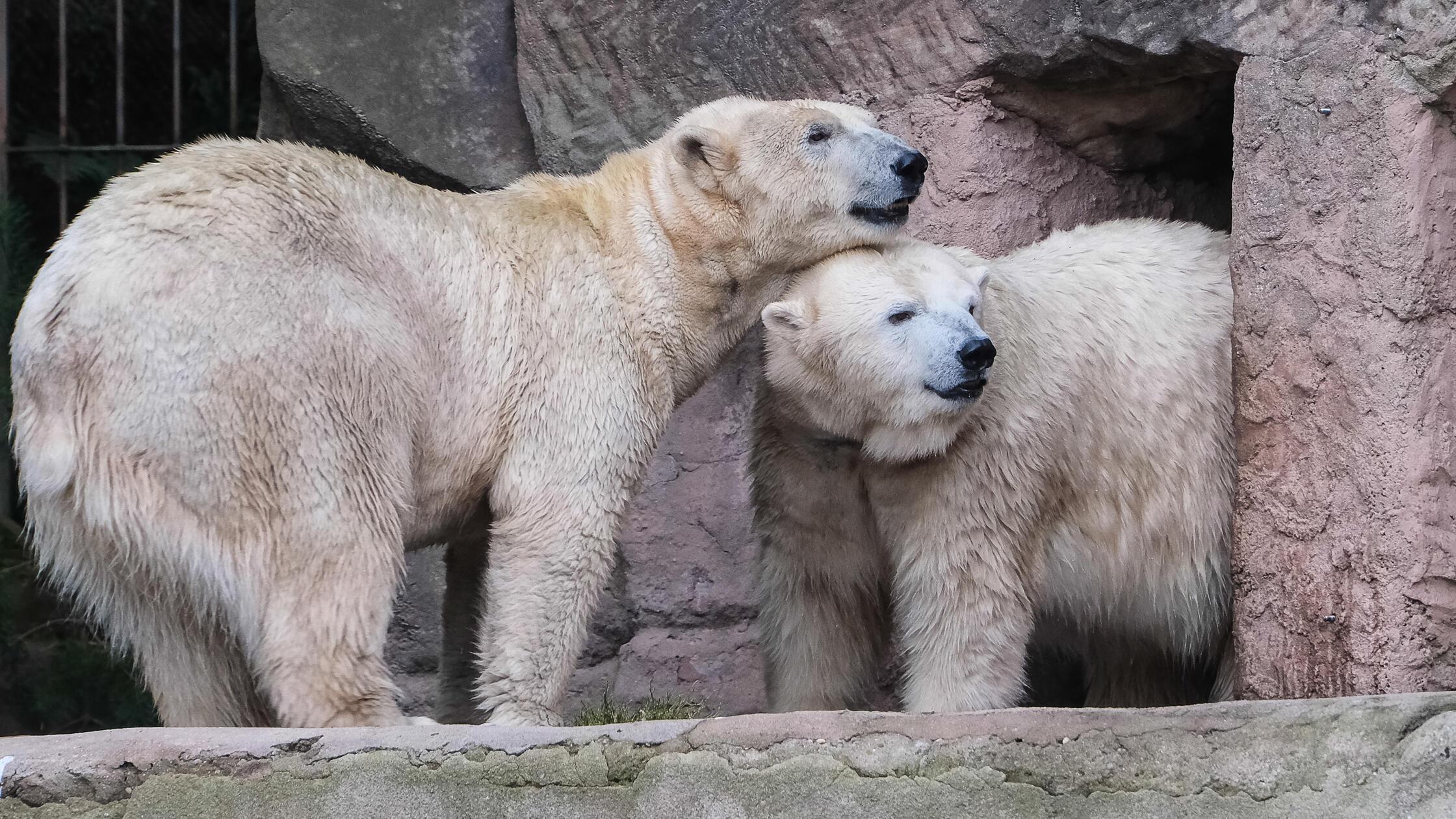 VÖ_03012025 Eisbären