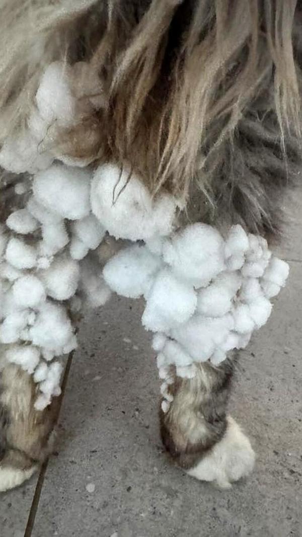 Wer im Schnee spielt, bringt weiße Puschelhosen mit nach Hause - zumindest wenn er vier Beine und ein langes Fell hat.