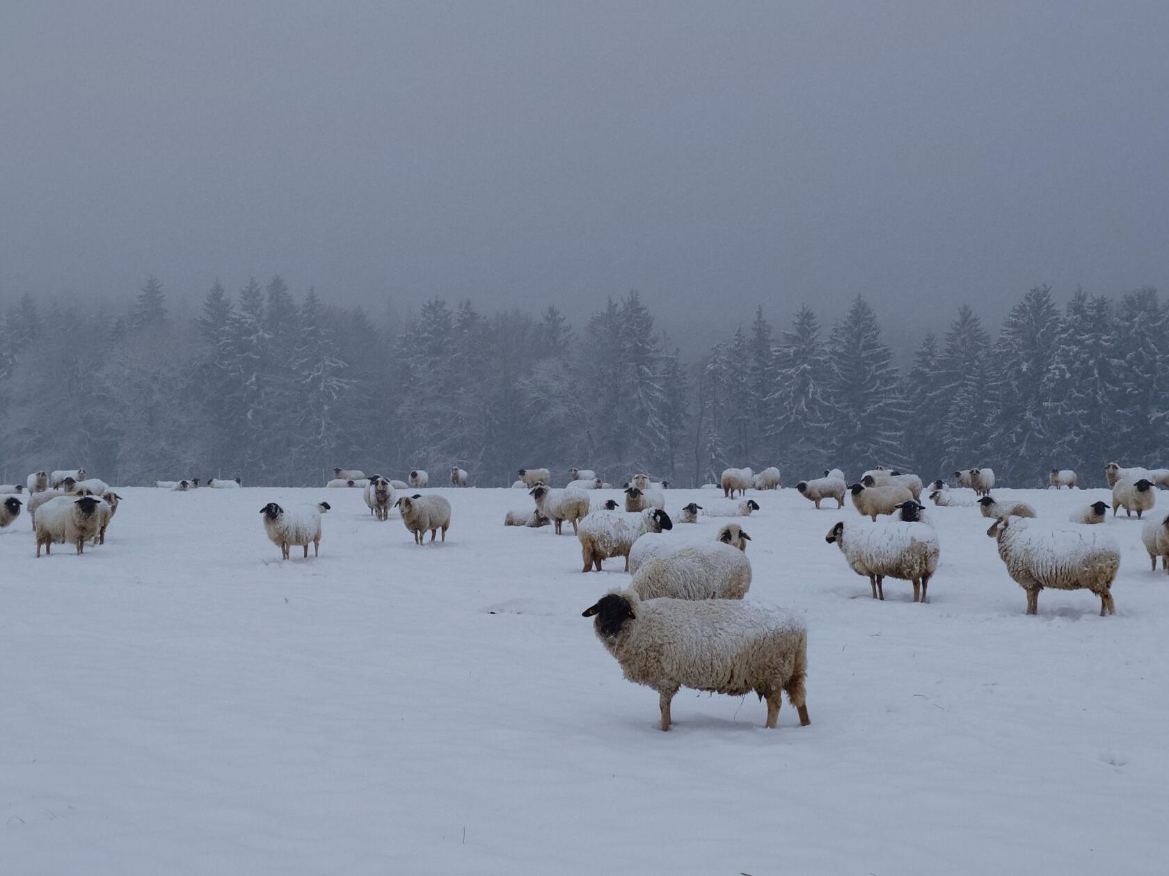 In Neumarkt und Umgebung liegt Schnee so weit das Auge reicht.