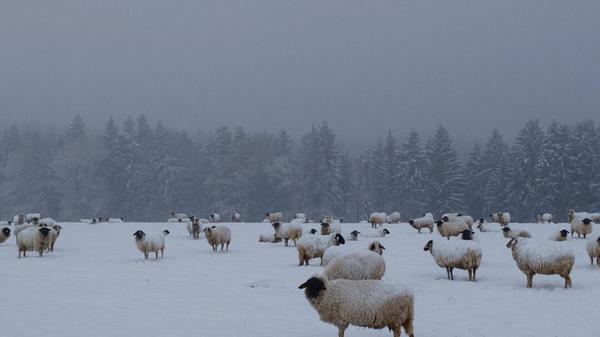 In Neumarkt und Umgebung liegt Schnee so weit das Auge reicht.