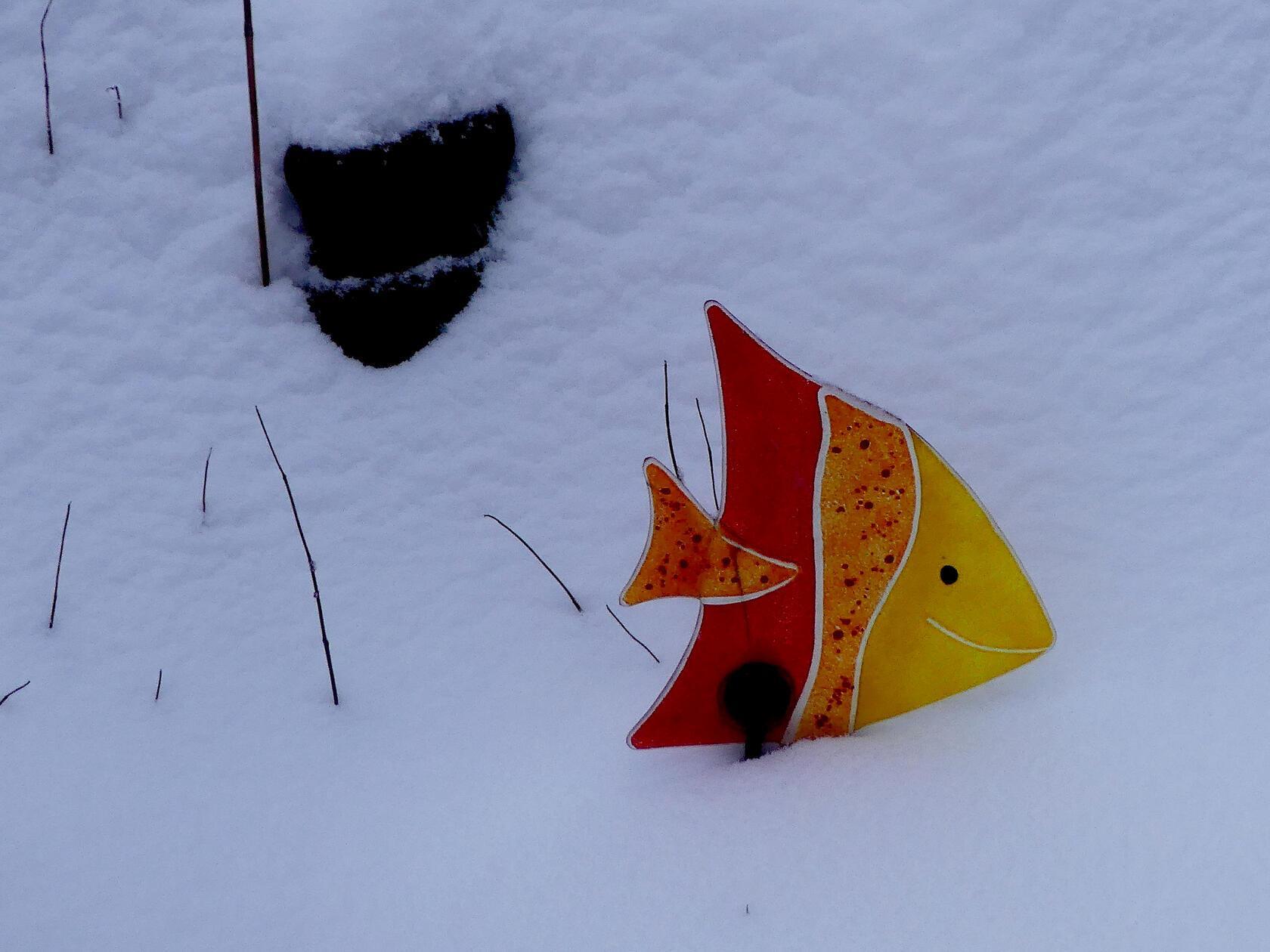Ein vergessenes Relikt aus Sommertagen: Dieser bunte Gartenfreund scheint sich im Schnee wohlzufühlen.