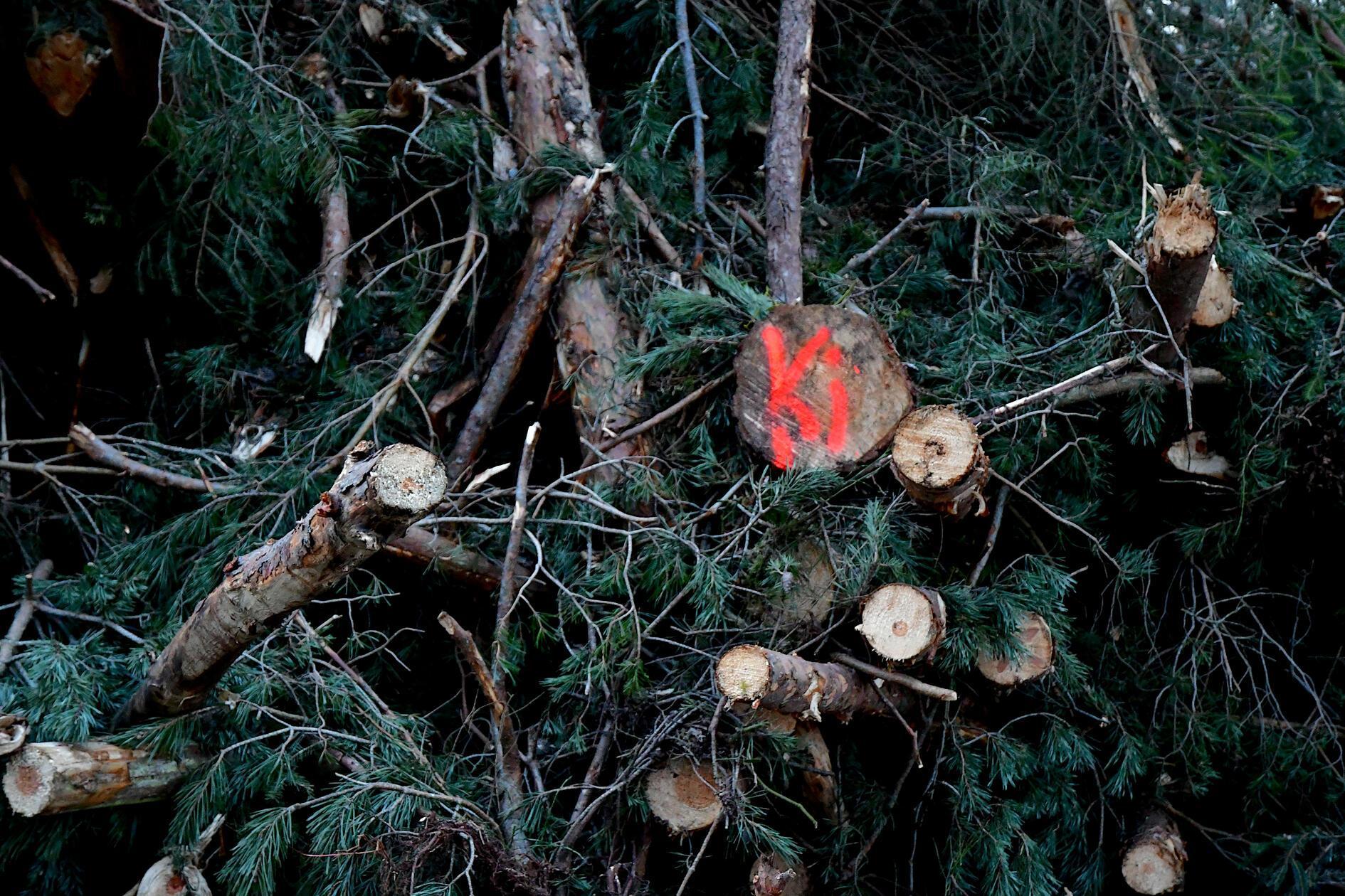 Welcher Stamm bringt beim Waldmikado wohl die meisten Punkte?