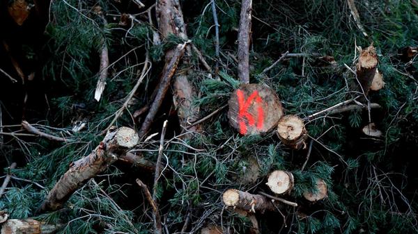Welcher Stamm bringt beim Waldmikado wohl die meisten Punkte?
