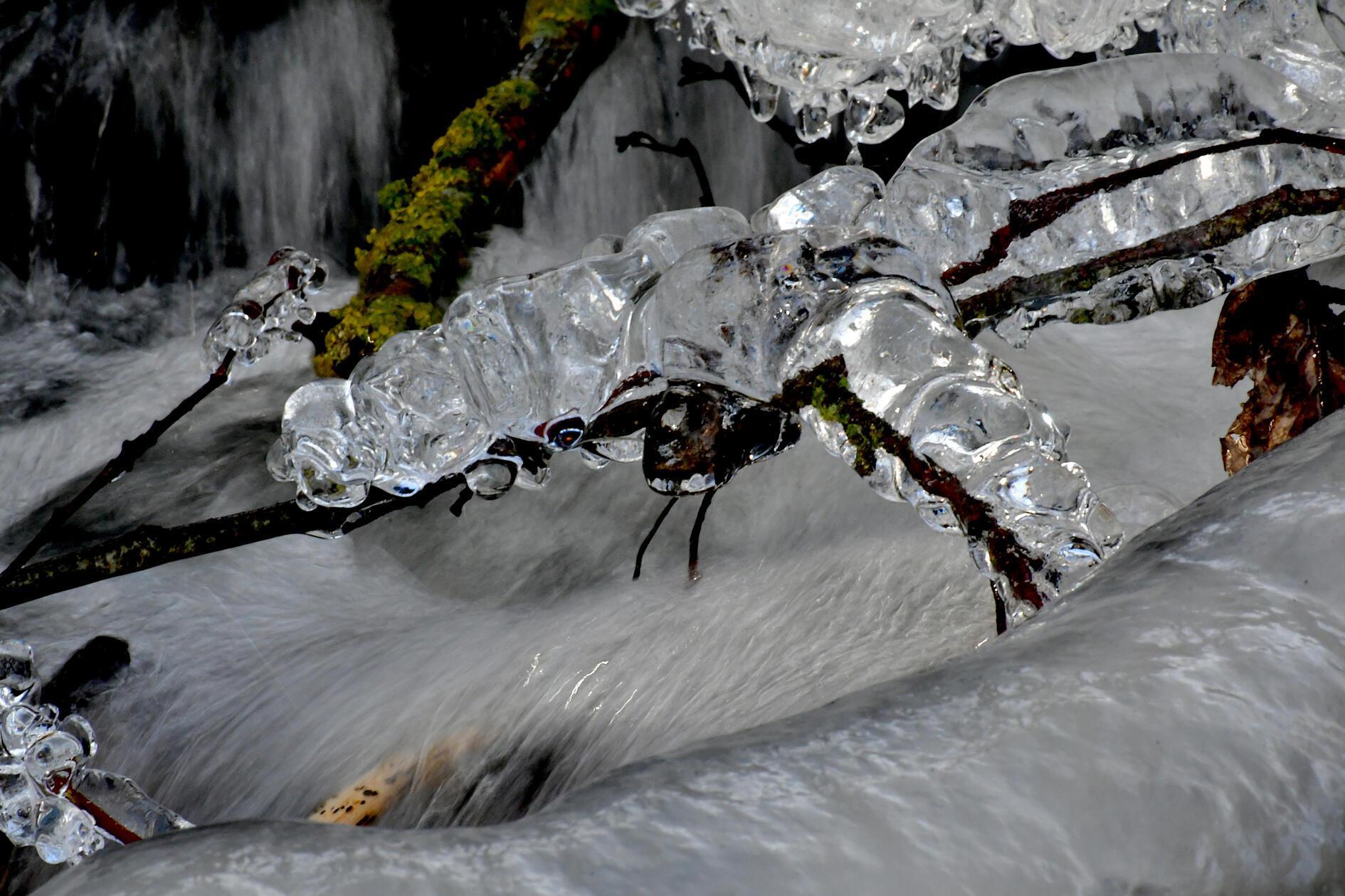 Wunderschöne Eisgebilde entstehen auch an Bächen bei dieser Witterung. Dieses hat der Fotograf "Eislibelle" genannt. Es ist gut zu erkennen, wie er auf diesen Namen gekommen ist.