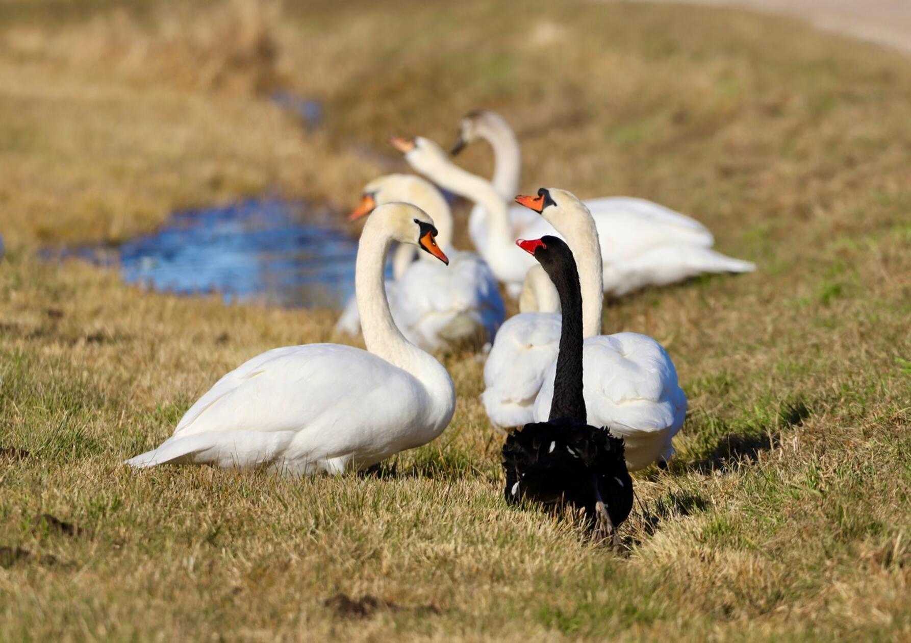 Sehr gut integriert ist dieser Trauerschwan in die Gemeinschaft der weißen Schwäne.