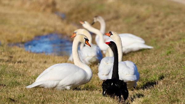 Sehr gut integriert ist dieser Trauerschwan in die Gemeinschaft der weißen Schwäne.