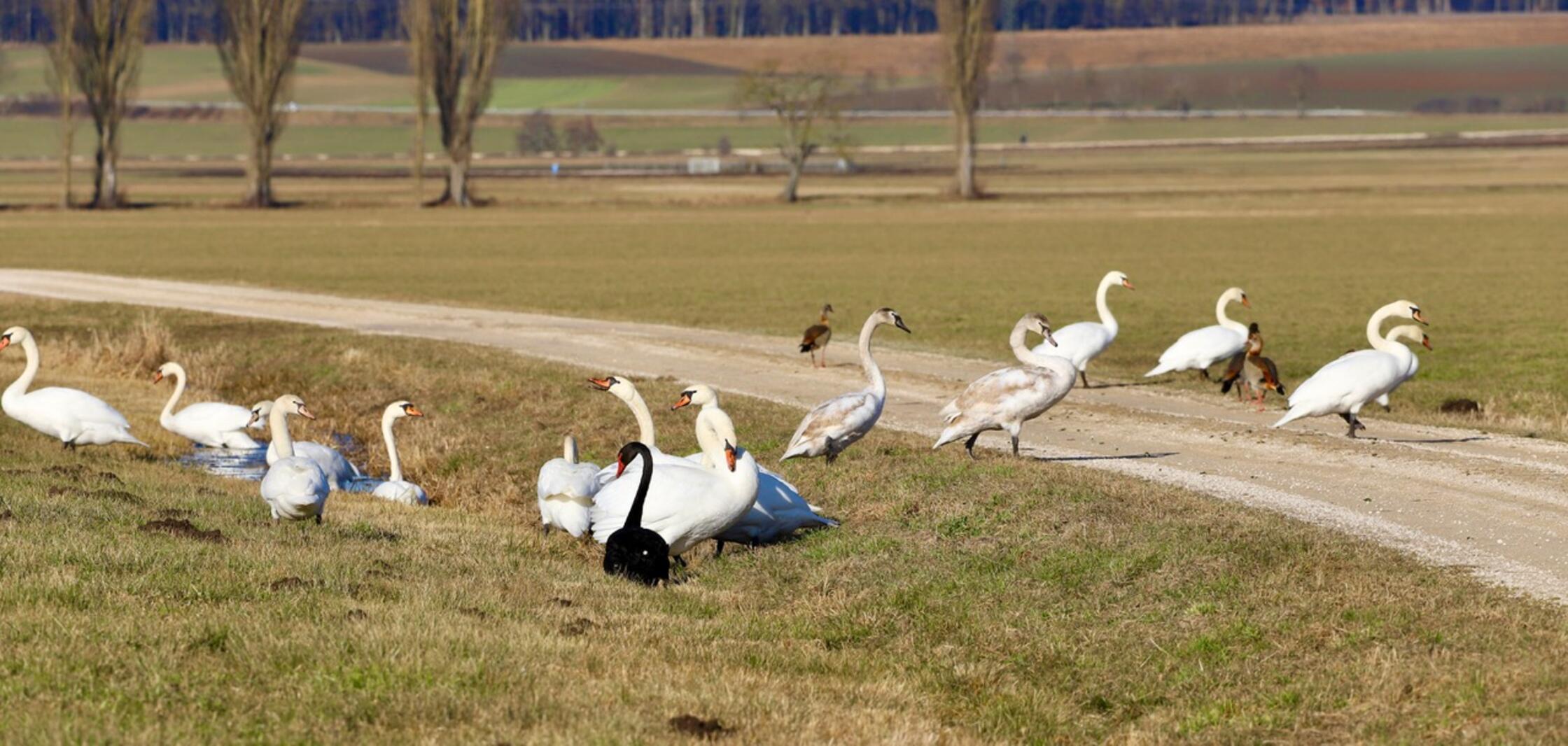 Augen auf im Straßenverkehr! Hier kreuzt eine ganze Wohngemeinschaft aus Höckerschwänen, Trauerschwan und vielen anderen gefiederten Mitgliedern den Weg.