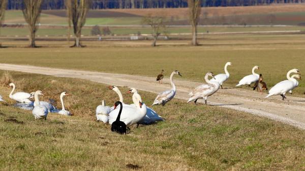 Augen auf im Straßenverkehr! Hier kreuzt eine ganze Wohngemeinschaft aus Höckerschwänen, Trauerschwan und vielen anderen gefiederten Mitgliedern den Weg.